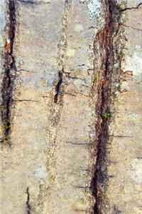 2020 Daily Planner Old Oak Tree Bark Photo 388 Pages