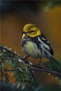 Black-Throated Green Warbler (Dendroica Virens) Bird Journal
