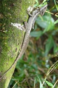 Basilisk Lizard (Basiliscus Basiliscus) in a Tree Journal