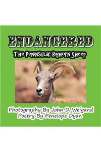 Endangered--The Peninsular Bighorn Sheep
