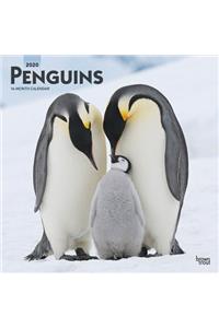 Penguins 2020 Square Wall Calendar
