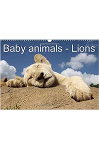 Baby Animals - Lions 2017