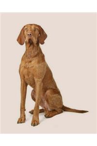 Wirehaired Vizsla