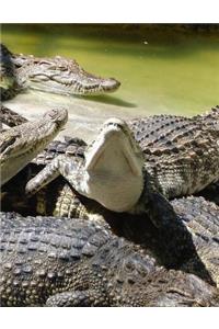 Crocodiles