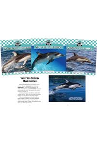 Dolphins Set 1 (Set)