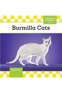 Burmilla Cats