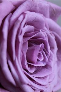 Purple Floribunda Rose Journal