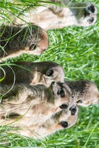 Meerkat Family in the Grass Journal