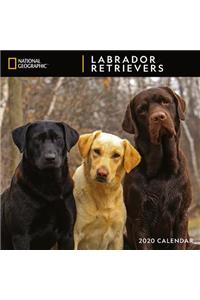 Cal 2020-National Geographic Labrador Retrievers Wall