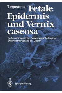 Fetale Epidermis und Vernix caseosa