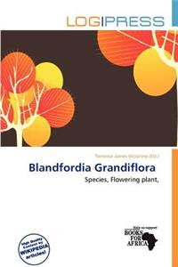 Blandfordia Grandiflora