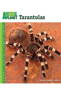Tarantulas