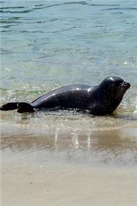 Black Seal on the Beach Journal