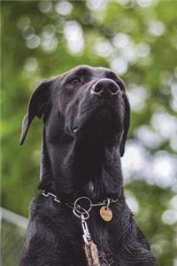 The Great Dane Looks Up Dog Journal