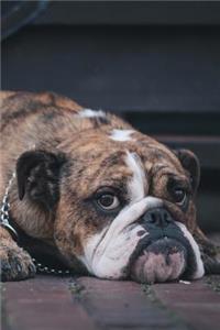 Adorable Bulldog Journal