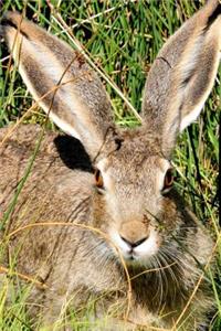 Wild Hare in a Field Journal