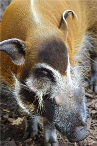 A Red River Hog Potamochoerus porcus Wild Pig Journal