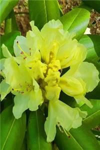 Journal Yellow Rhododendron Flowers