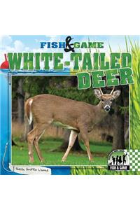 White-Tailed Deer