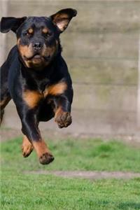 Rottweiler Sprinting in the Grass Journal