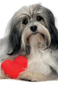 Havanese January Notebook & Journal. Productivity Work Planner & Idea Notepad