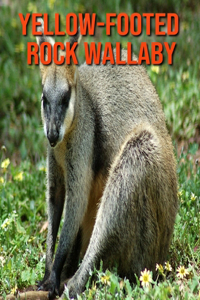 Yellow-footed Rock Wallaby