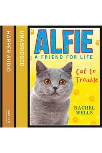 Alfie Cat In Trouble