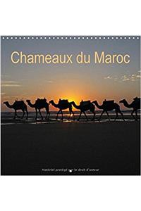 Chameaux Du Maroc 2017