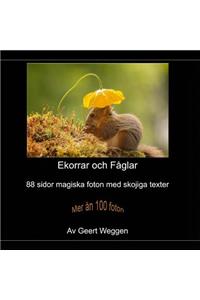 Ekorrar och Fåglar