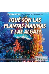 ¿Qué Son Las Plantas Marinas Y Las Algas? (What Are Sea Plants and Algae?)