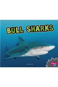 All About Sharks Bull Sharks