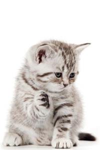 Cutest Kittens April Notebook & Journal. Productivity Work Planner & Idea Notepad: Brainstorm Thoughts, Self Discovery, to Do List