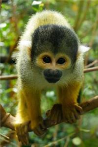 Curious Squirrel Monkey Journal