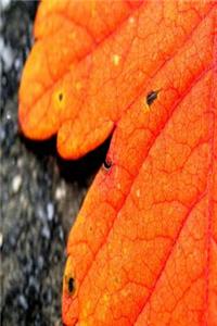 Journal Fall Foliage Orange Leaf Autumn