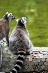 Curious Lemurs Journal