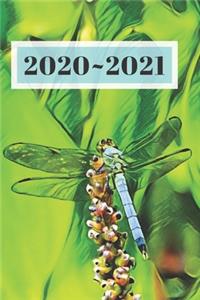 Light Teal Blue Dragonfly Green Background Dated Calendar Planner 2 years To-Do Lists, Tasks, Notes Appointments