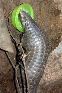 Pangolin Eating Journal