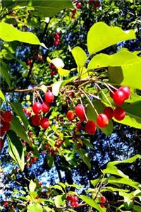 2019 Daily Planner Bright Red Berries Fall Branches 384 Pages