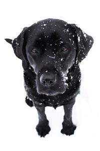 Black Labrador Puppy Notebook