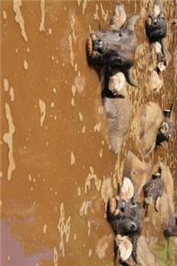 Water Buffalo Herd in the Water Journal