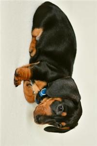 Floppy Eared Dachshund Puppy Dog Laying Down Journal