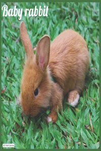 Baby rabbit 2021 Wall Calendar