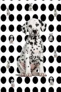 Sweet Baby Dalmatian Dog