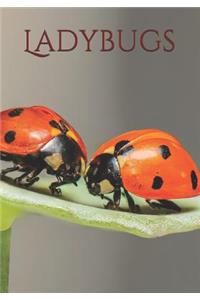 Ladybugs