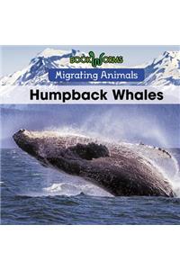 Humpback Whales