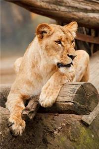 Lion in Africa Animal Journal