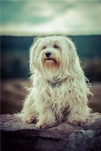 A Cuddly Havanese Dog Journal