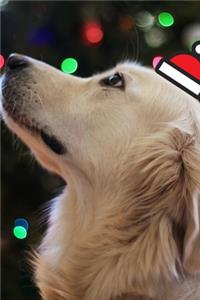 Kalender Hund mit Weihnachtshaube