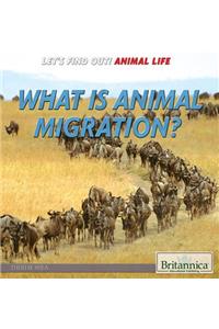 What Is Animal Migration?