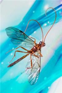 Insect Notebook